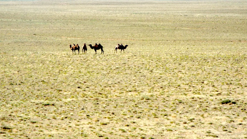 In der Wüste Gobi